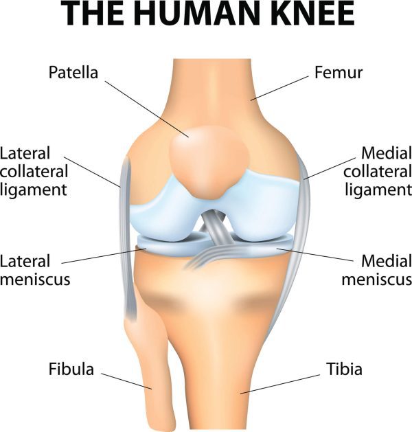 Medical diagram showing the medial and lateral menisci of the knee